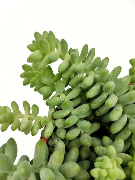 sedum-burrito-20-cm-kod-produktu-107001-rodzaj-rosliny-rosliny-zielone