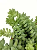sedum-burrito-20-cm-kod-produktu-107001-rodzaj-rosliny-rosliny-zielone
