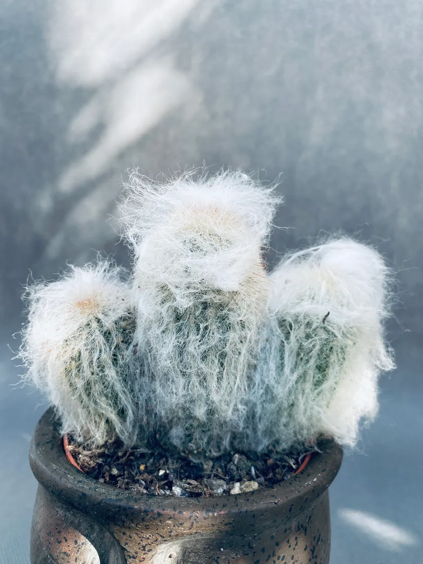 espostoa-melanostele-pseudoespostoa-15-cm