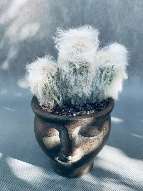 espostoa-melanostele-pseudoespostoa-15-cm-roslina-w-postaci-inna