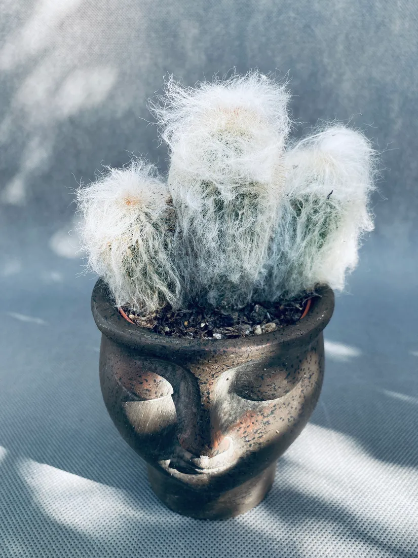 espostoa-melanostele-pseudoespostoa-15-cm