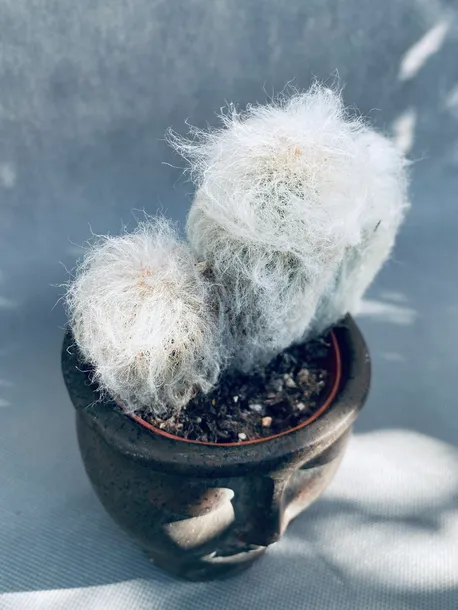 espostoa-melanostele-pseudoespostoa-15-cm-rodzaj-rosliny-rosliny-zielone-roslina-w-postaci-inna