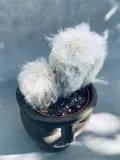 espostoa-melanostele-pseudoespostoa-15-cm-rodzaj-rosliny-rosliny-zielone-roslina-w-postaci-inna