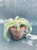hildewintera-colademononis-25-cm