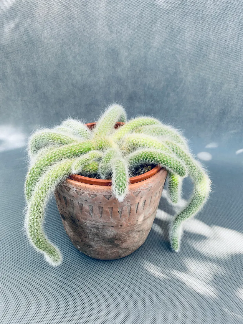 hildewintera-colademononis-25-cm