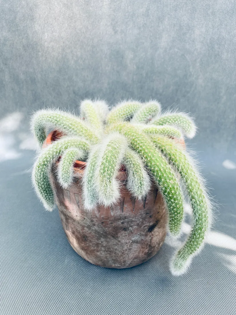 hildewintera-colademononis-25-cm