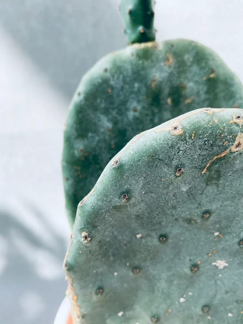 opuntia-microdasys-40-cm