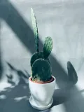 opuntia-microdasys-40-cm-roslina-w-postaci-inna