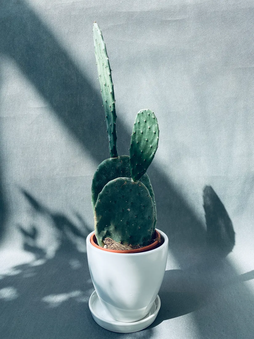 opuntia-microdasys-40-cm