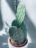 opuntia-microdasys-40-cm