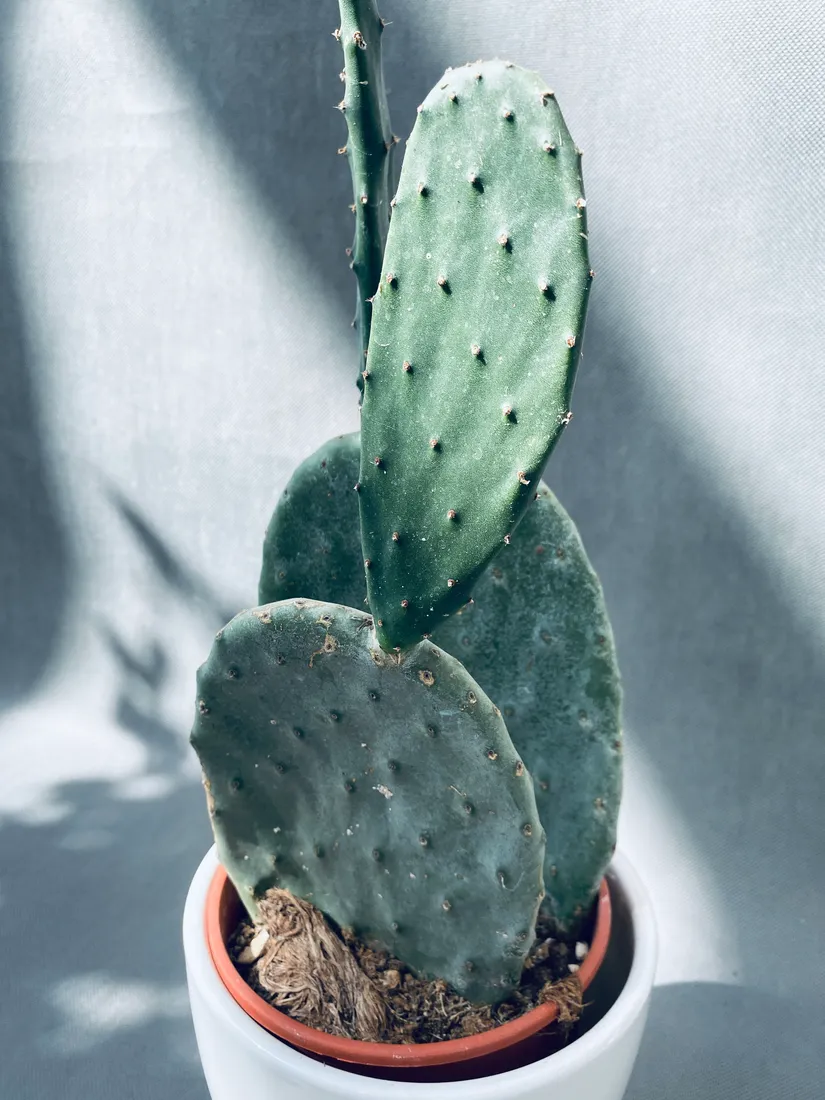 opuntia-microdasys-40-cm