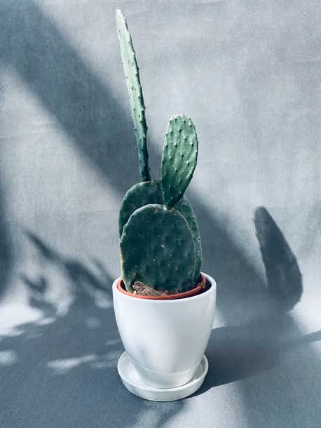 opuntia-microdasys-40-cm-kod-produktu-108965