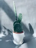 opuntia-microdasys-40-cm-kod-produktu-108965