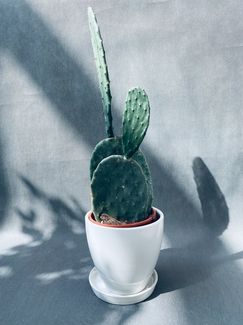 opuntia-microdasys-40-cm-rodzaj-rosliny-rosliny-zielone