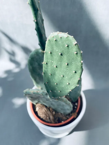 opuntia-microdasys-40-cm-rodzaj-rosliny-rosliny-zielone-roslina-w-postaci-inna