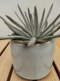 senecio-scaposus-starzec-15-cm
