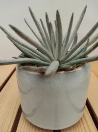 senecio-scaposus-starzec-15-cm