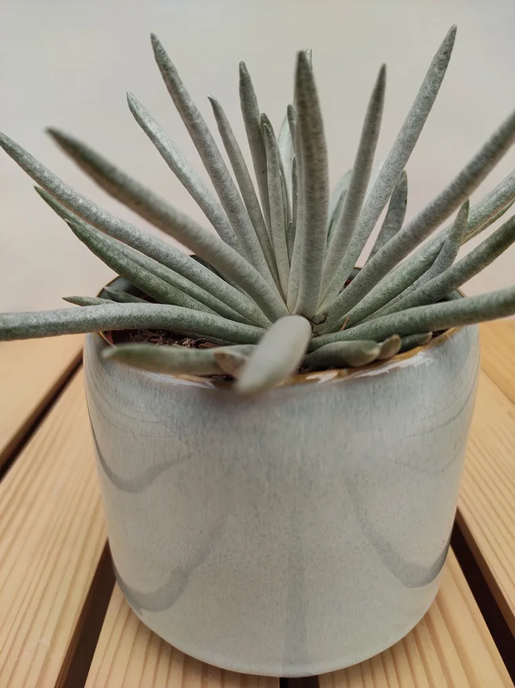 senecio-scaposus-starzec-15-cm