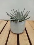 senecio-scaposus-starzec-15-cm-rodzaj-rosliny-rosliny-zielone
