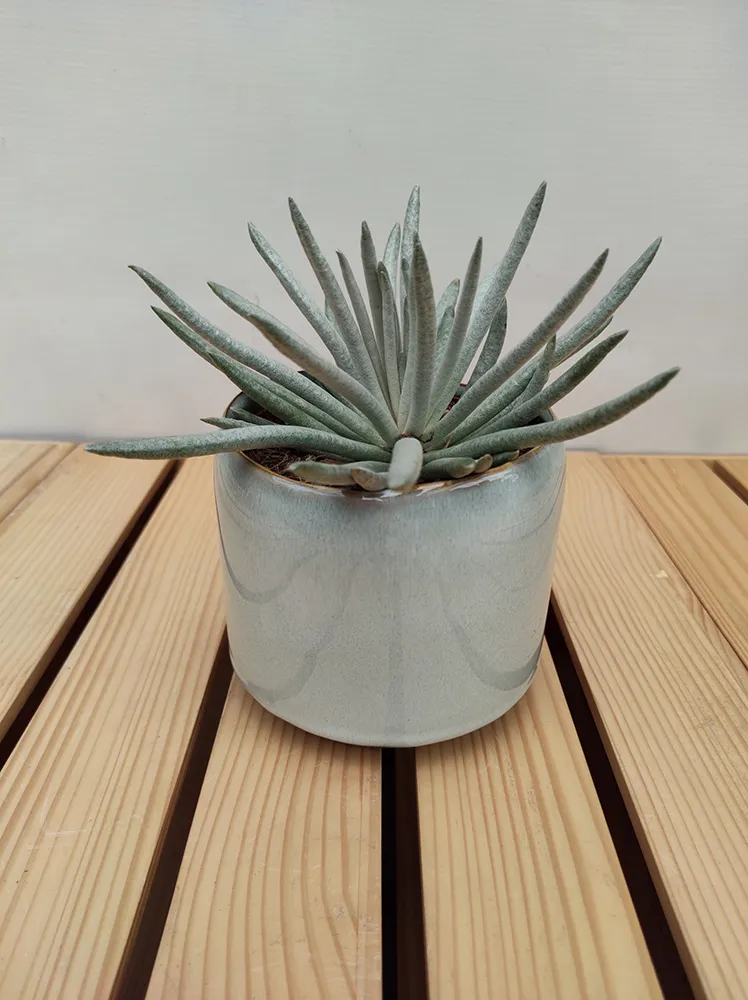 senecio-scaposus-starzec-15-cm
