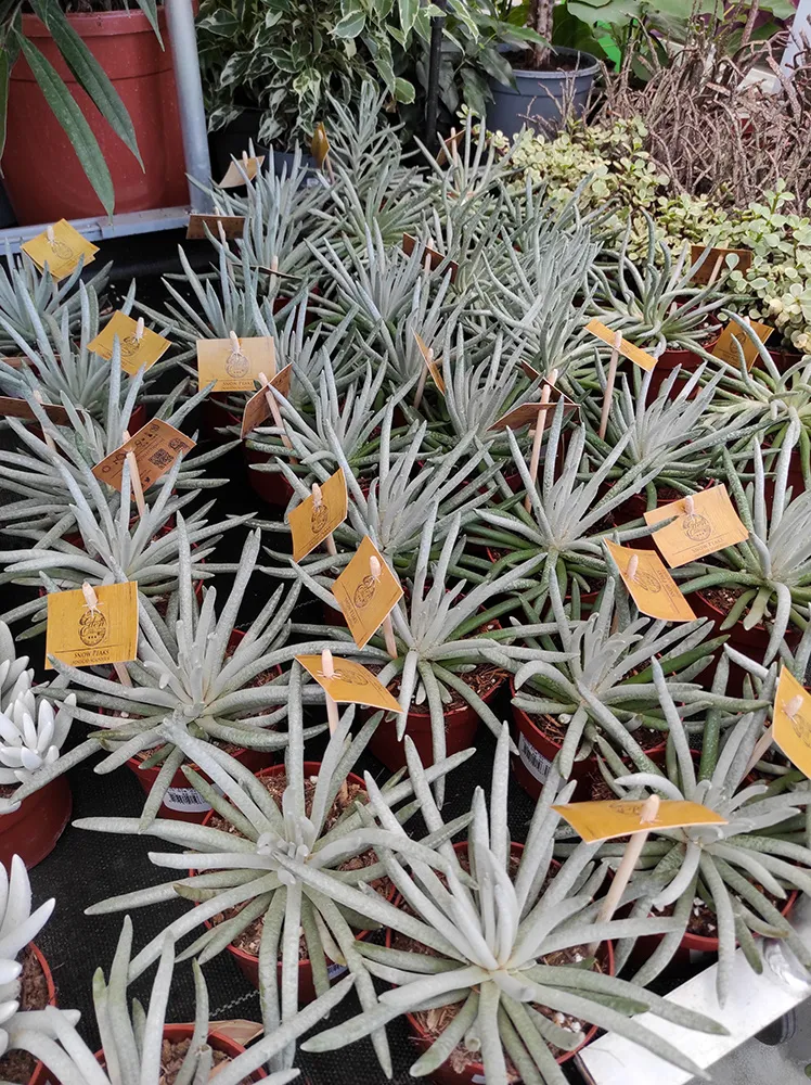 senecio-scaposus-starzec-15-cm