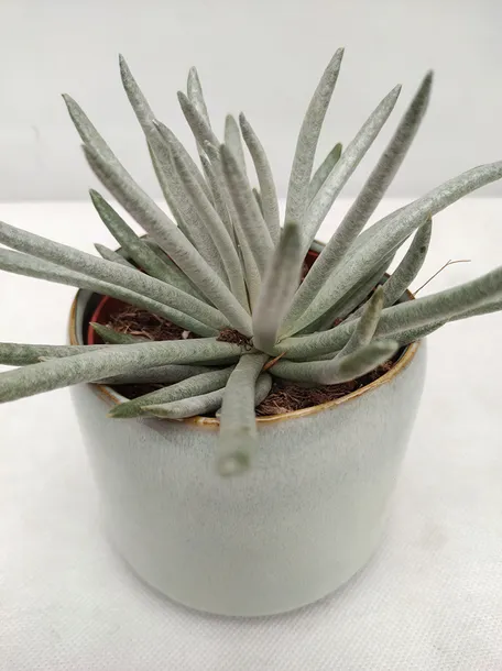 senecio-scaposus-starzec-15-cm-kod-produktu-108975