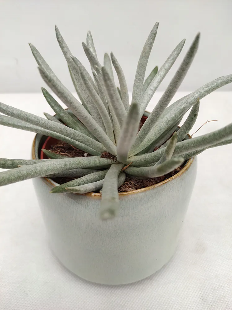 senecio-scaposus-starzec-15-cm