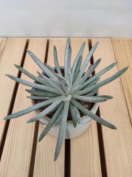 senecio-scaposus-starzec-15-cm-rodzaj-rosliny-rosliny-zielone-roslina-w-postaci-inna