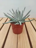 senecio-scaposus-starzec-15-cm-rodzaj-rosliny-rosliny-zielone-kod-produktu-108975