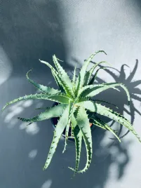 aloe-arborescens-20-cm