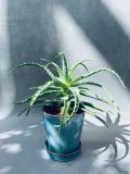 aloe-arborescens-20-cm-rodzaj-rosliny-rosliny-zielone