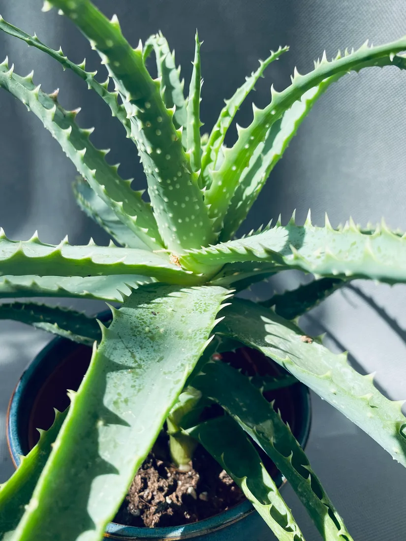 aloe-arborescens-20-cm