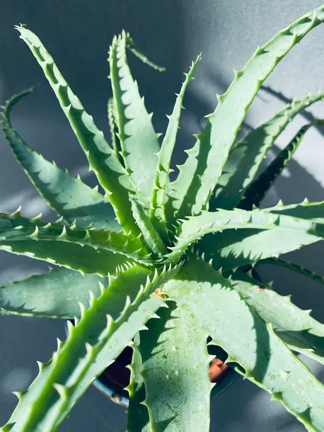 aloe-arborescens-20-cm-kod-produktu-109221