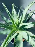 aloe-arborescens-20-cm-kod-produktu-109221
