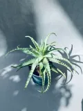 aloe-arborescens-20-cm-rodzaj-rosliny-rosliny-zielone-roslina-w-postaci-inna