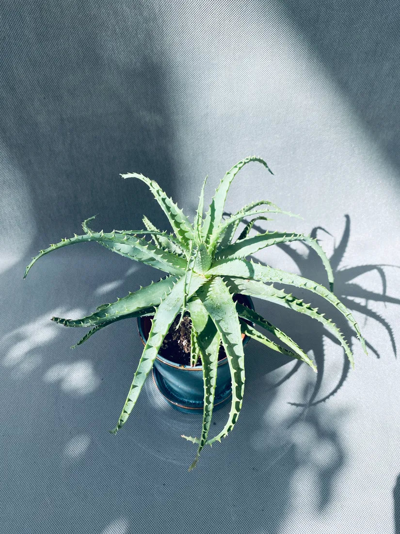 aloe-arborescens-20-cm
