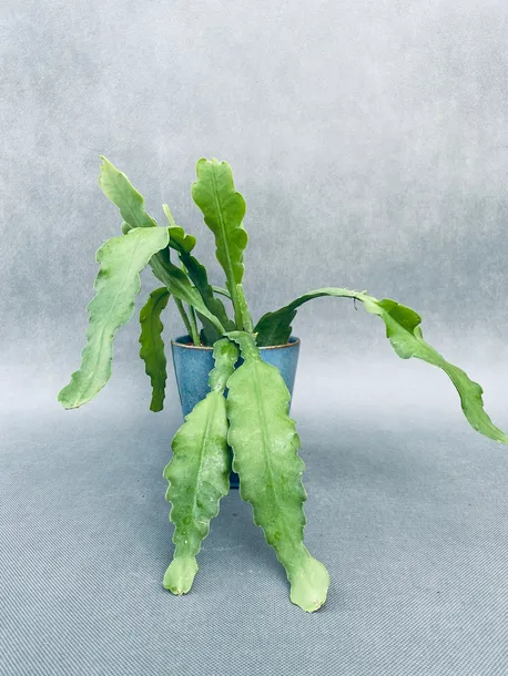 epiphyllum-bevertail-20-cm-rodzaj-rosliny-rosliny-zielone