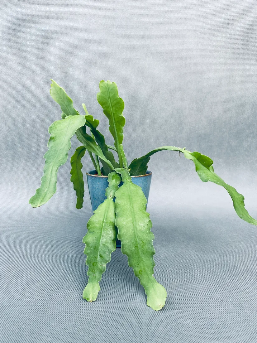 epiphyllum-bevertail-20-cm