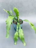 epiphyllum-bevertail-20-cm-roslina-w-postaci-inna