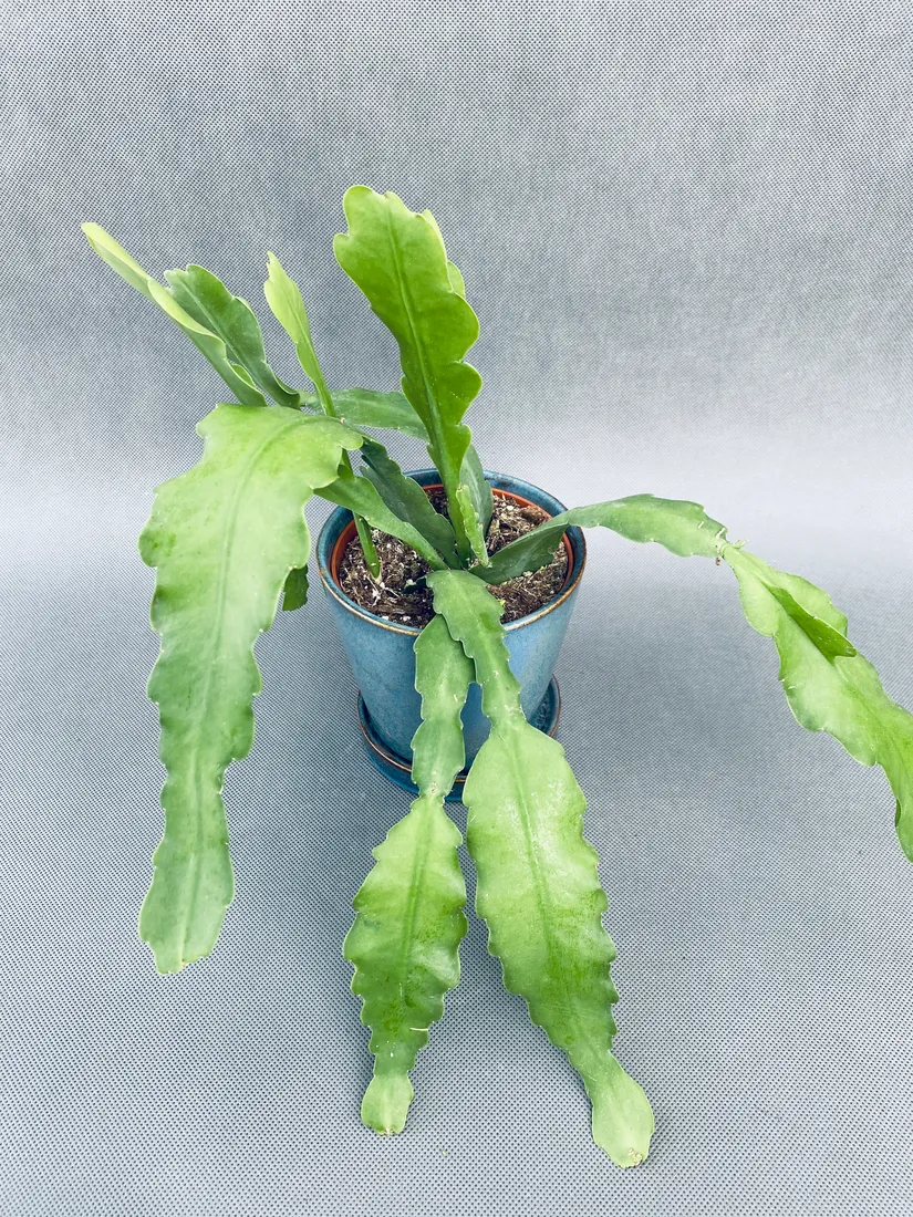 epiphyllum-bevertail-20-cm