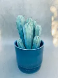 cereus-myrtillocactus-geometrizans-25-cm