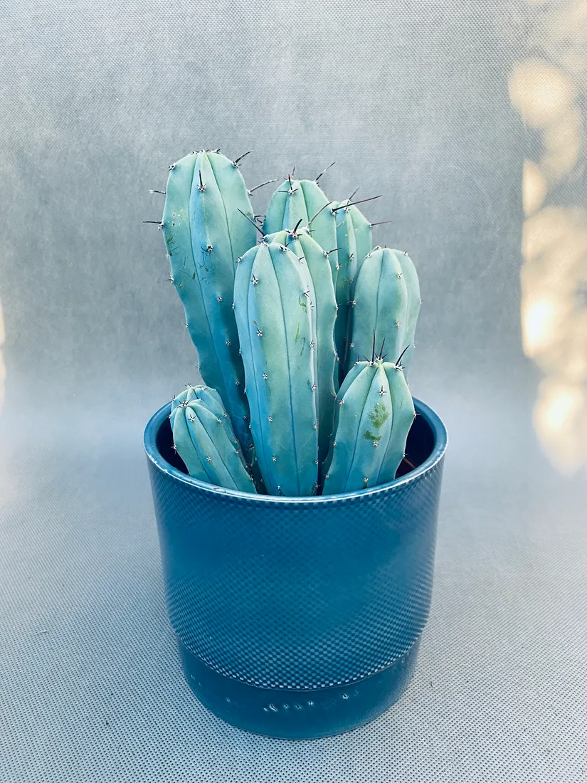 cereus-myrtillocactus-geometrizans-25-cm