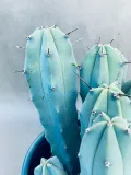 cereus-myrtillocactus-geometrizans-25-cm-rodzaj-rosliny-rosliny-zielone