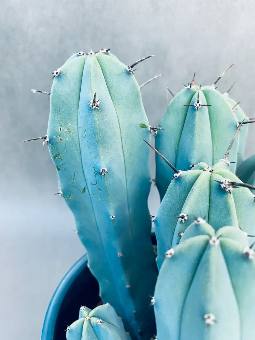 cereus-myrtillocactus-geometrizans-25-cm