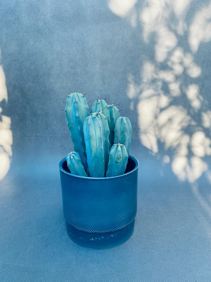 cereus-myrtillocactus-geometrizans-25-cm