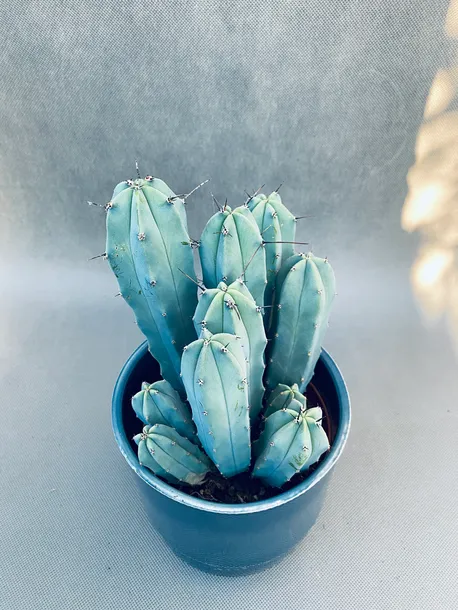 cereus-myrtillocactus-geometrizans-25-cm-kod-produktu-109991