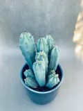 cereus-myrtillocactus-geometrizans-25-cm-kod-produktu-109991