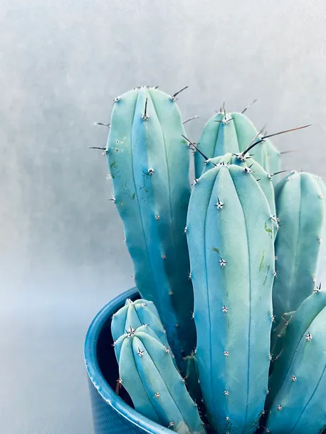 cereus-myrtillocactus-geometrizans-25-cm-rodzaj-rosliny-rosliny-zielone-roslina-w-postaci-inna