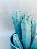 cereus-myrtillocactus-geometrizans-25-cm-rodzaj-rosliny-rosliny-zielone-roslina-w-postaci-inna