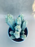 cereus-myrtillocactus-geometrizans-25-cm-rodzaj-rosliny-rosliny-zielone-kod-produktu-109991